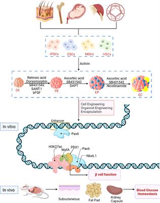 Engineering Islets From Stem Cells: The Optimal Solution for the Treatment of Diabetes?